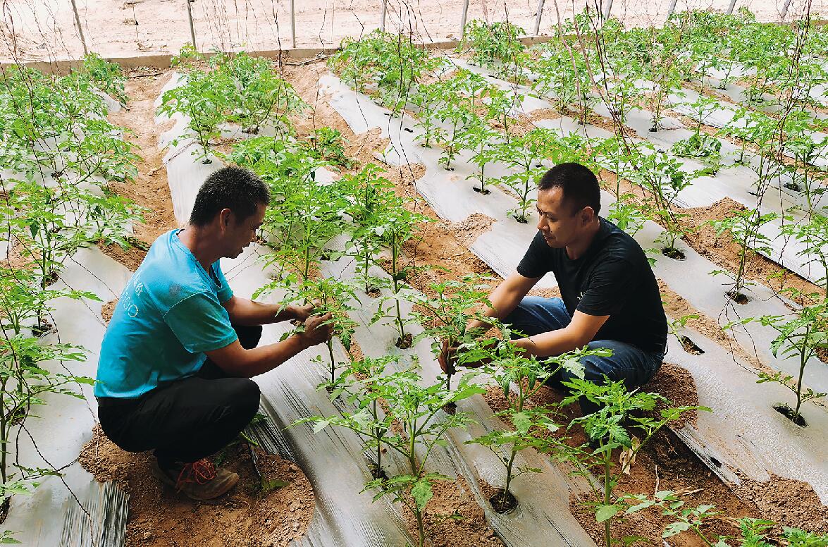 赵忠宏（右）在村民田席平家的大棚里了解西红柿种植及长势情况.jpg