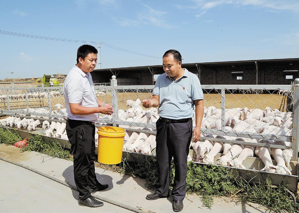金刚（右）在礼和村肉羊标准化养殖场查看玉米压片饲料.jpg