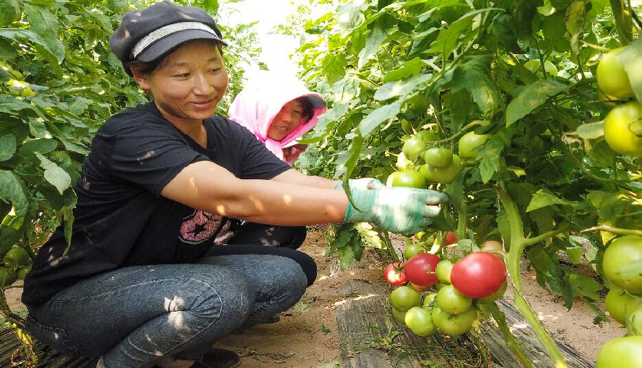 银川市兴庆区月牙湖乡蔬菜种植园区农民正在打理新品西红柿.jpg