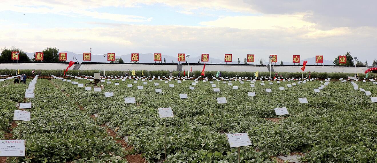 平罗县依托种业这张蕴含新技术、新成果的“金名片”，守护粮食安全命脉。.jpg
