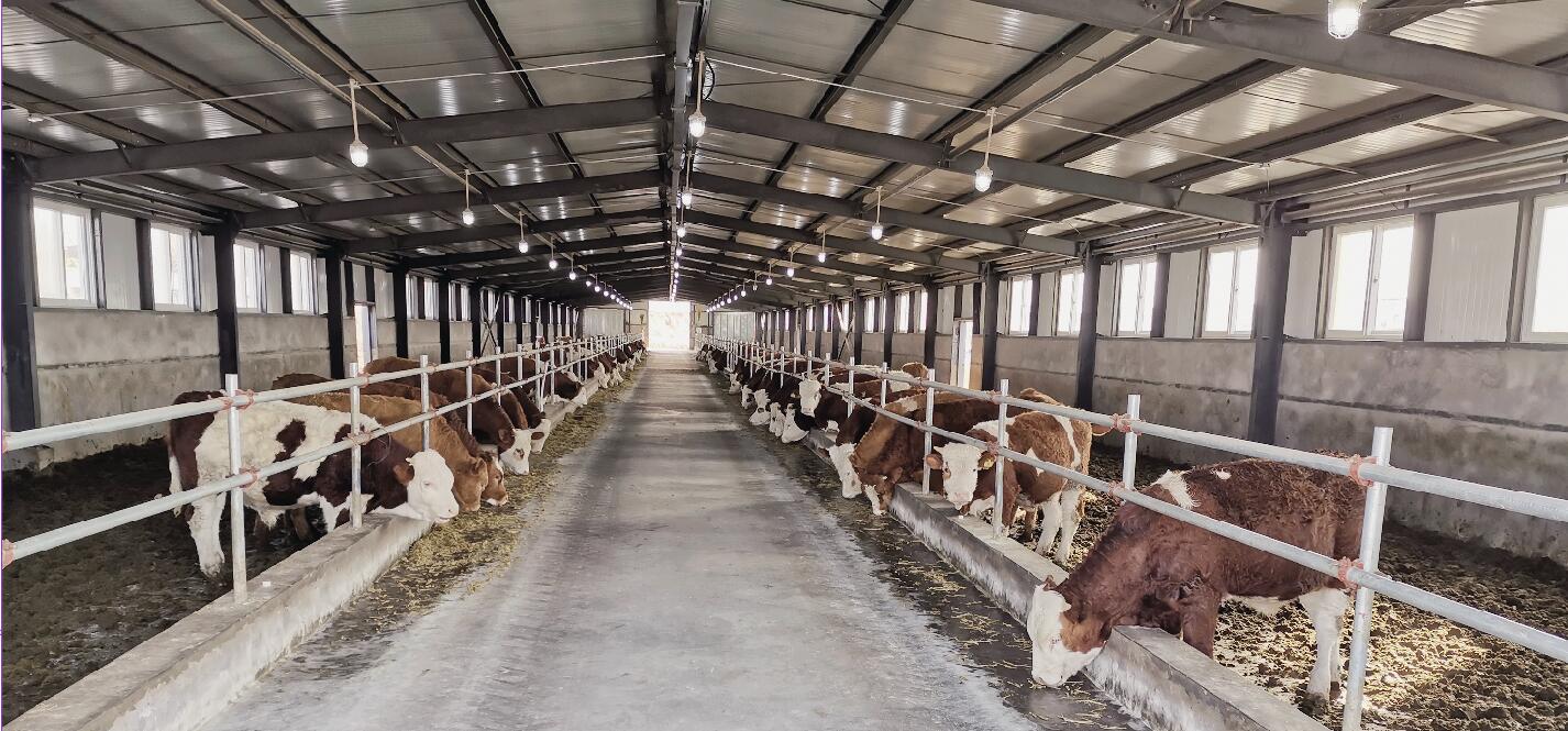 2018年,在各方力量的帮扶下,旱天岭村建起了现代化肉牛养殖园区.jpg