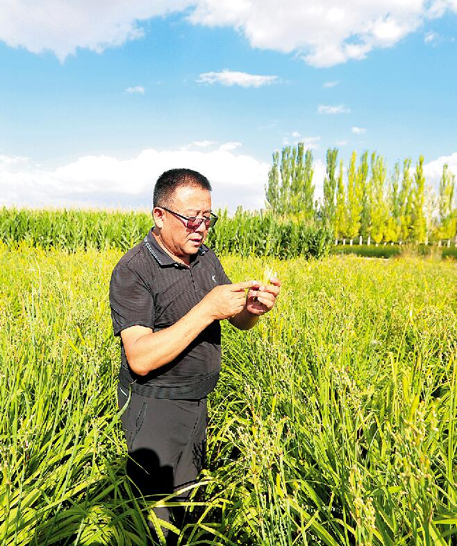 马儿庄村党支部书记冯立珍向记者介绍黄花菜种植情况.jpg 马儿庄村党支部书记冯立珍向记者介绍黄花菜种植情况.jpg