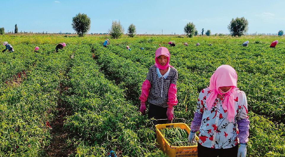 丰收时节，蔬菜基地一片繁忙景象。.jpg