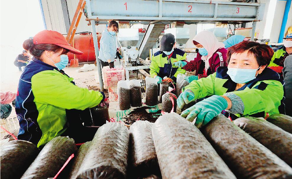 在红翔新村菌菇基地工厂车间里农户正在培育菌棒.jpg