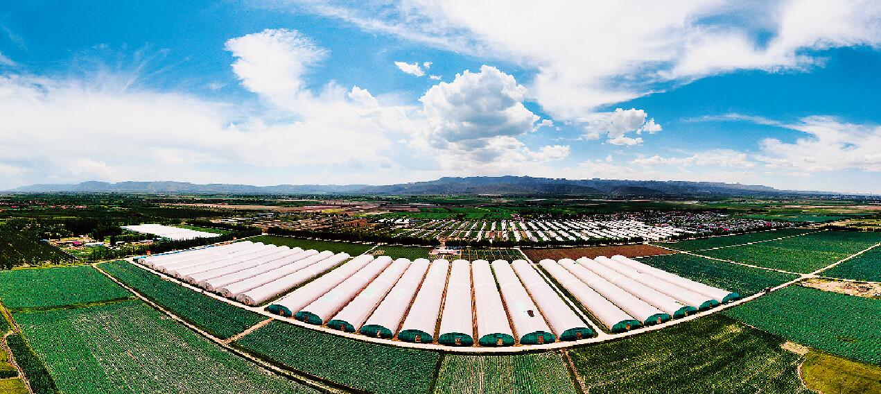 固原市原州区彭堡镇姚磨村冷凉蔬菜种植基地  梁园 摄.jpg