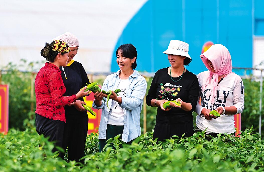 辣椒种植成为致富新产业.jpg