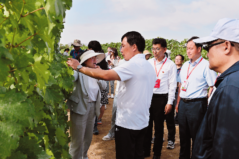 全国党刊全媒体记者调研采访银川市志辉源石酒庄酿酒葡萄种植基地。.png