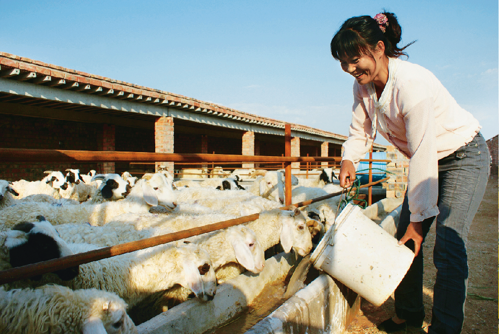 滩羊产业成为巩固脱贫成果的支柱产业.png