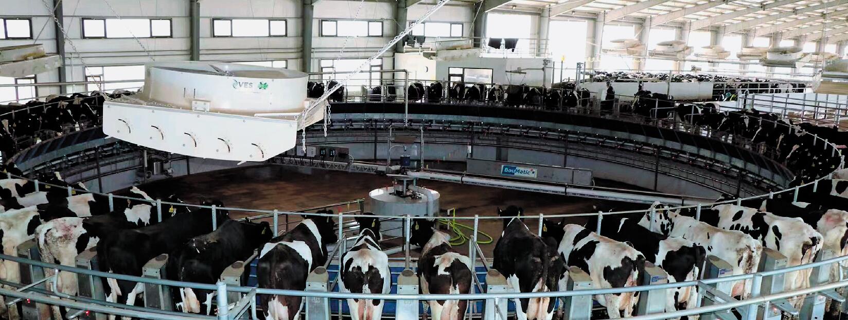 在宁夏德峰牧业有限公司奶牛养殖场，80头奶牛同时在转盘式挤奶设备上接受挤奶作业。.jpg