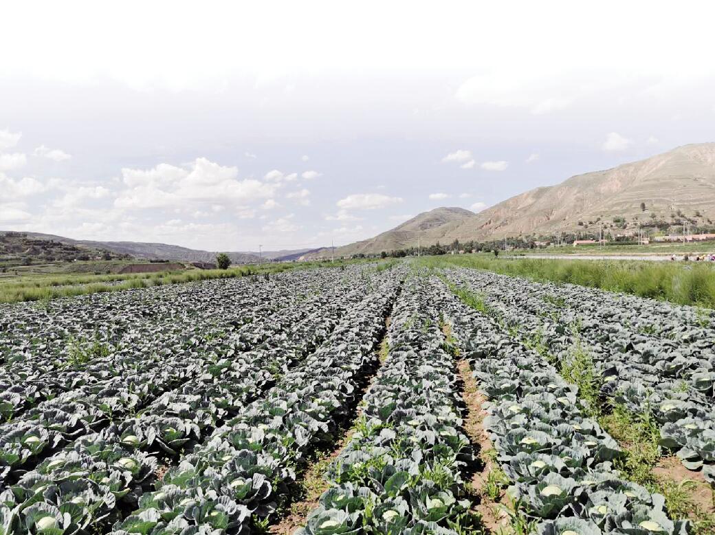 陶堡村千亩冷凉蔬菜种植基地.jpg