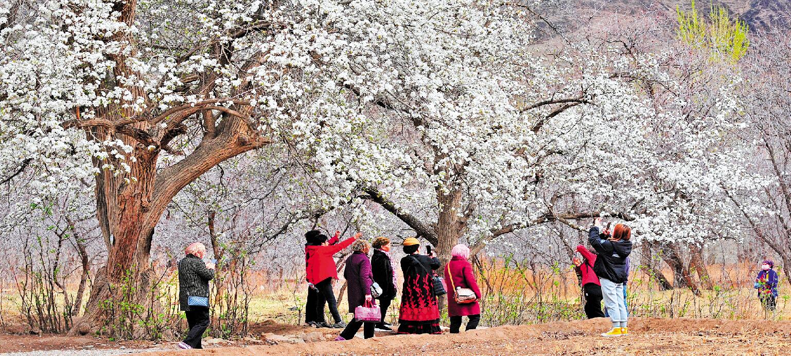 北长滩古村落梨花盛开（石宇清 摄）.jpg